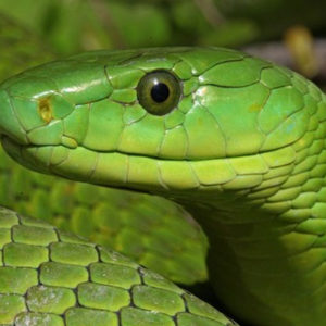 Venin de serpent mamba vert